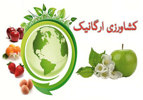 محصولات ارگانیک؛ از چالش گرانی تا فرصت‌های صادراتی در بازار جهانی