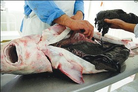 ورود فاضلاب به دریای خزر محرک سیر نزولی تولید ماهیان خاویاری