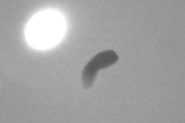 کرم‌هایی که حتی بدون سر هم نور را تشخیص می‌دهند