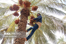 روزگار برزخی خرمای خوزستان