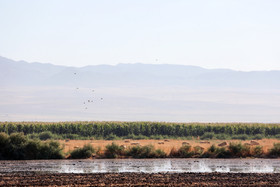 کشاورزی با آب‌های آلود رودخانه کشف رود