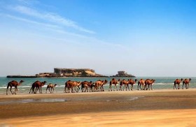 «شترسواری» خیلج فارس ثبت ملی می‌شود