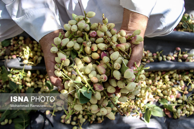 برداشت پسته در شهرستان خواف استان خراسان رضوی