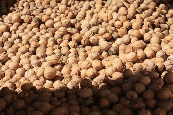 گردوی ایران به سبد کدام کشورها رفته است؟