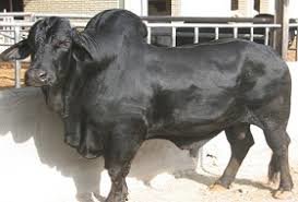 توزیع 60 راس گوساله اصیل سیستانی بین دامداران - ایسنا