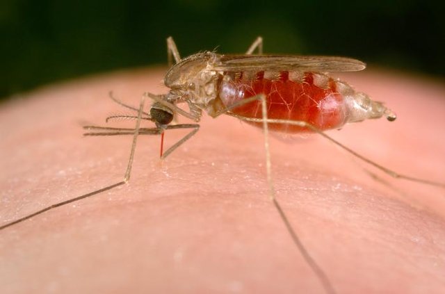 معافیت دائمی افراد دارای سابقه بیماری مالاریا از اهداء خون