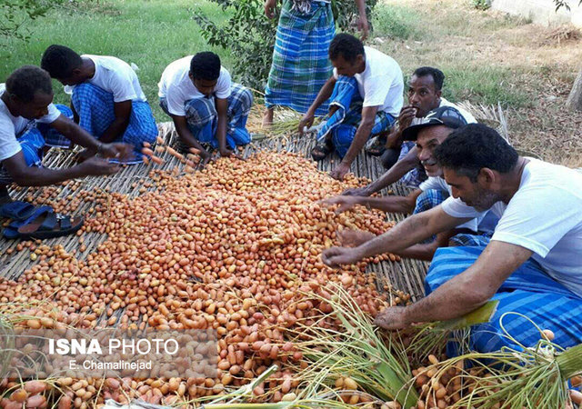 آیین "مُغ بُری و کُنگ جوشی"میناب،سنّتی که باید حفظ شود