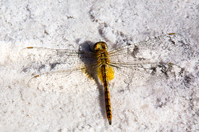 برداشت نمک از دریاچه «حوض سلطان» قم