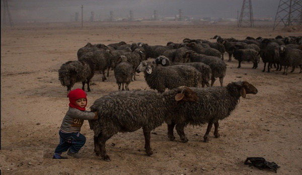 6 سال زندگی با گله