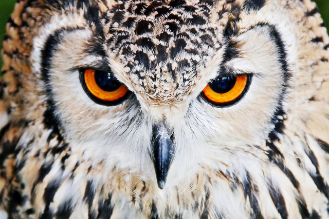 ویدئو / پنج چشم شگفتانگیز در دنیای جانوران Angry-Owl-Orange-Eyes-Wallpaper.jpg