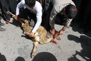 امکان قربانی چندنفره به صورت مشترک در عید قربان