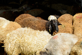 آغاز فعالیت ۲۴ مرکز عرضه دام زنده ویژه عید قربان