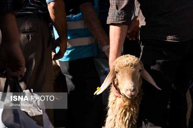 عکس تزئینی است. انجام ۳۰ هزار قربانی در سراسر کشور در قالب پویش «نذر قربانی»