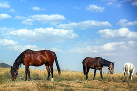 روستای خویگان علیا