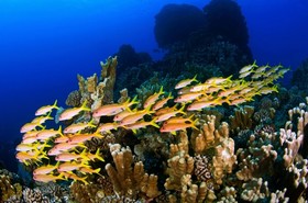 احداث بزرگترین منطقه حفاظت‌شده دریایی در مکزیک