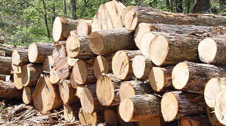 کشف ۲۰ تن چوب جنگلی قاچاق در قائمشهر