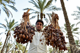 خرما نیمه دوم سال به بورس کالا می‌آید