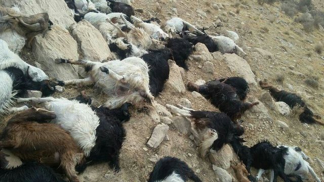 پخش لاشه گوسفندان تلف شده در چایپاره آذربایجان غربی