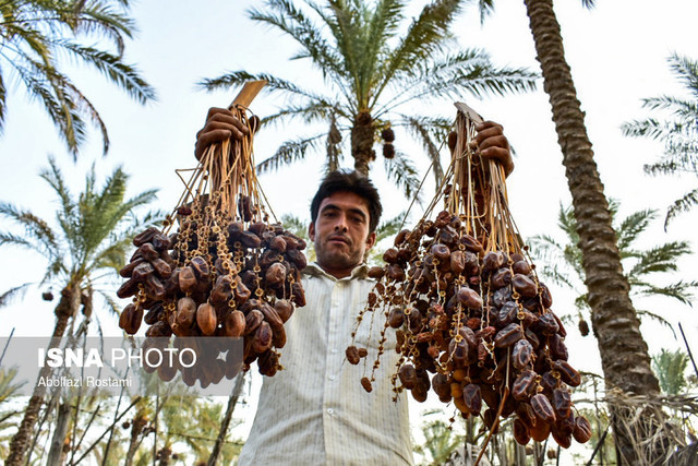 خرما نیمه دوم سال به بورس کالا می‌آید