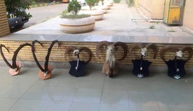 از صدور مجوز تاسیس کارگاه تاکسیدرمی تا ثبت بانک اطلاعاتی فسیل مهره‌داران