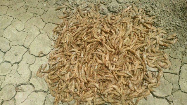 مرگ‌ومیر دسته‌جمعی و مشکوک "میگوها" در مزارع پرورشی چابهار 