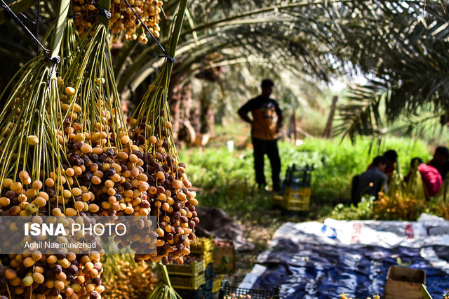 آمریکا مشتری خرمای ایران