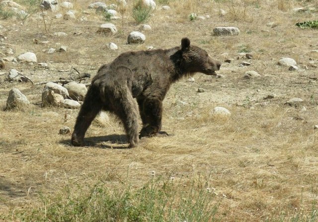 تشکیل پرونده قضایی درخصوص علت مرگ توله خرس در پارک ملی گلستان