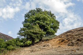 ایران زیباست؛ روستای "کرینگان"
