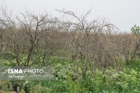 خسارت 850 میلیون تومانی تگرگ به مزارع کشاورزی گناباد