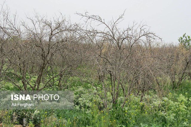 بارش‌های بهاری 700 میلیارد تومان به باغداران اردبیل خسارت زد