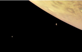 قمری که بوی تخم‌مرغ گندیده می‌دهد!+عکس