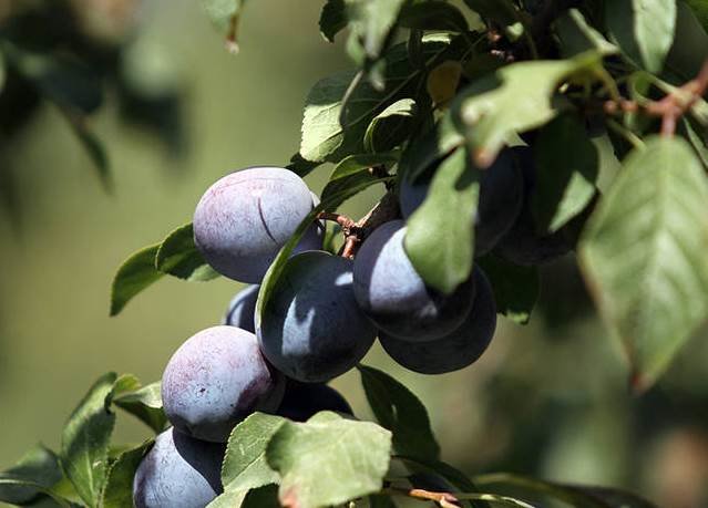 باغ‌های آلوی ماسوله غرب کشور میزبان میهمانان پاییزی