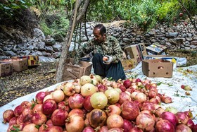 برداشت انار از باغات اورامان استان کردستان