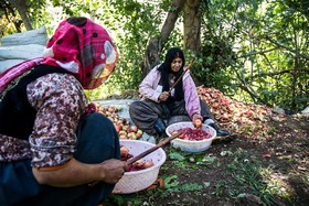 برداشت انار از باغات اورامان استان کردستان