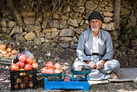 برداشت انار از باغات اورامان استان کردستان