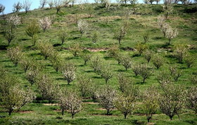 پوشش درختان مثمر بر اراضی شیبدار گلستان