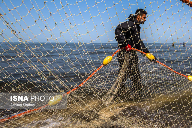 افزایش ۴۴ درصدی صید ماهیان استخوانی در دریای خزر