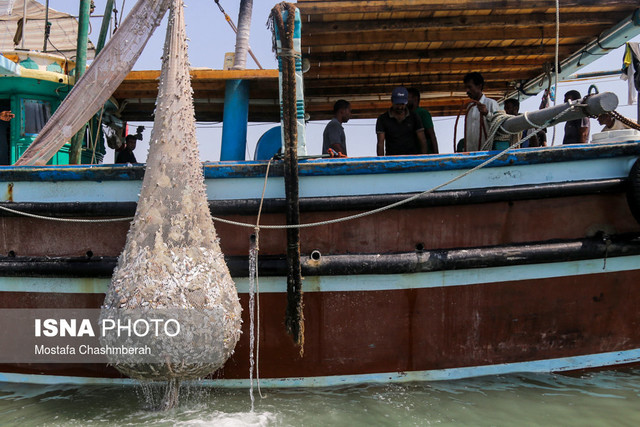 ۲۵شهریور؛ پایان صید میگو در بوشهر