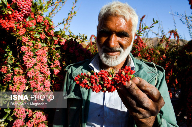 خراسان‌جنوبی دارنده رتبه نخست کشوری در تولید زرشک