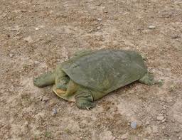 ابلاغ برنامه حفاظت از لاک‌پشت فراتی به خوزستان/ محدودیت‌های بودجه‌ای حفاظت را دشوار می‌کند