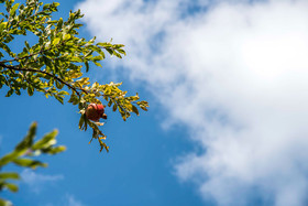 برداشت انار در روستای کوهستان شهرستان بهشهر
