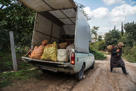 برداشت انار در روستای کوهستان شهرستان بهشهر