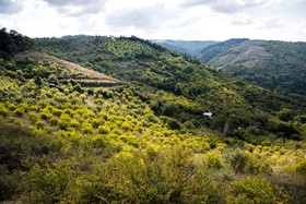 برداشت انار در روستای کوهستان شهرستان بهشهر