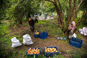 برداشت انار در روستای کوهستان شهرستان بهشهر