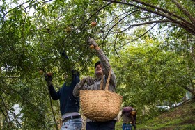 برداشت انار در روستای کوهستان شهرستان بهشهر