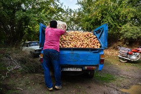 برداشت انار در روستای کوهستان شهرستان بهشهر
