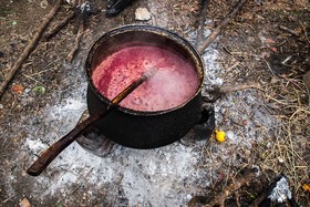 برداشت انار در روستای کوهستان شهرستان بهشهر