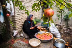 برداشت انار در روستای کوهستان شهرستان بهشهر