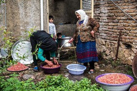 برداشت انار در روستای کوهستان شهرستان بهشهر