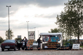 برداشت انار در روستای کوهستان شهرستان بهشهر